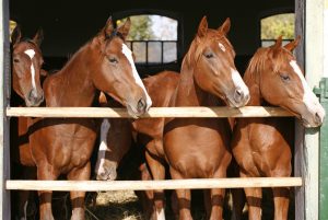 stock-photo-purebred-anglo-arabian-chestnut-horses-standing-at-the-barn-door-537535378