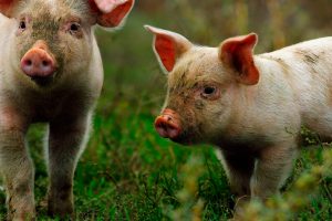 stock-photo-young-pigs-on-green-lawn-near-the-bio-farm-free-animals-556132672